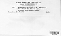 Kuehneola uredinis image